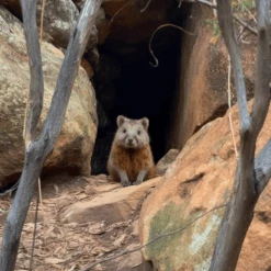 FRC Quokka Edition Small Batch 7 Jahre Rum 46,0% 0,7l -Hochwertige Spirituosenläden design ohne titel bild 4
